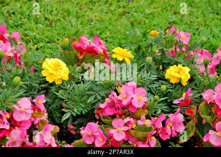 Bunte Blumen im Mirabell Garten, Salzburg, Österreich, Europa Stockfoto