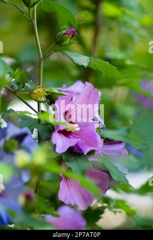 Frische lila blühende Hibiskusblume Nahaufnahme, Sommer, Tag, geringe Tiefenschärfe, keine Menschen. Stockfoto