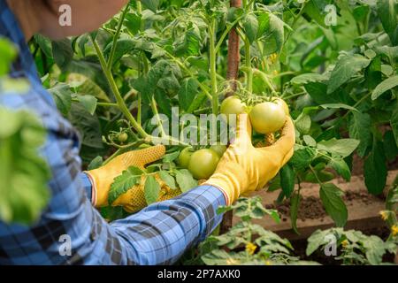 Landwirtin, die die Qualität von Tomatenpflanzen im modernen Gewächshaus prüft. Weibliche Bauernarbeiterin trägt blaues kariertes Hemd, gelbe Handschuhe, die die Ernte prüfen Stockfoto