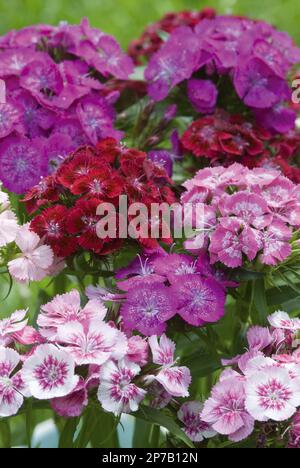 Süße wilhelm-Blumen in roter fuschia rosa Blütengruppe Stockfoto