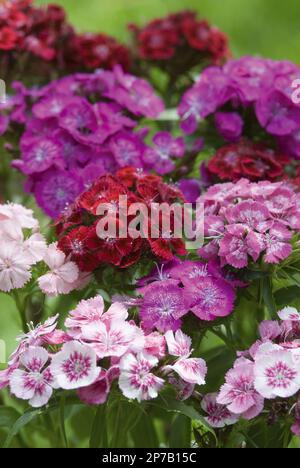 Süße wilhelm-Blumen in roter fuschia rosa Blütengruppe Stockfoto