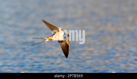 Schwalbe Hirundo rustica fliegt über das Wasser und fängt Insekten, das beste Foto. Stockfoto