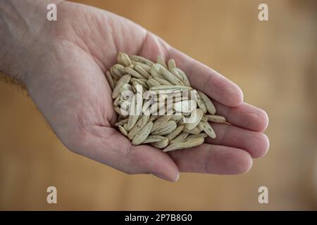Ganze getrocknete Sonnenblumenkerne, die von männlichen weißen Händen gehalten werden. Draufsicht, Innenaufnahme, geringe Schärfentiefe. Stockfoto