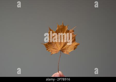 Wunderschönes, farbenfrohes Herbstblatt, das von männlichen weißen Händen gehalten wird. Nahaufnahme des Studios, isoliert auf grauem Hintergrund. Stockfoto