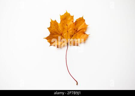Einzelne goldene Herbsteichenblätter auf weißem Hintergrund. Draufsicht Nahaufnahme des Studios. Stockfoto