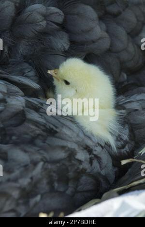 Baby-Küken, die sich in Mutterfedern einnisten, schwarze Hühnercreme-Küken Stockfoto