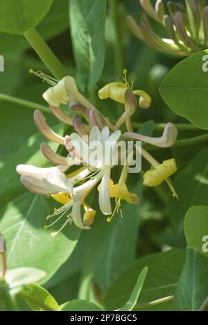 Geißblatt Lonicera x italica Yellow Stockfoto