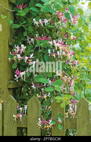 Geißblatt Lonicera x italica Stockfoto