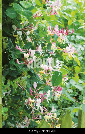 Lonicera x italica blühendes Geißblatt über grünen Zaun Stockfoto