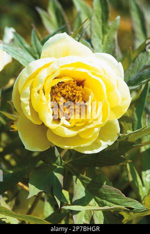 Paeonia 'High Noon', gelbe Blumenbaum-Pfingstrose Stockfoto