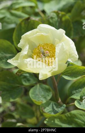 paeonia mlokosewitschii gelbe Blütenpfingstrose Stockfoto