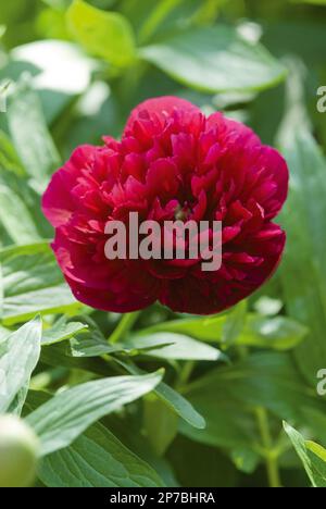 Paeonia officinalis „Rubra Plena“, dunkelrote Blumenpfingstrose Stockfoto