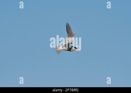 Südamerikanische Tern im Flug, Patagonien, Argentinien. Stockfoto