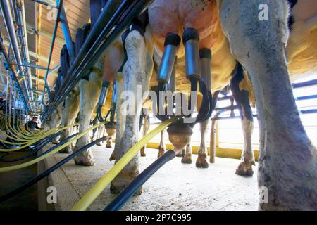 Milchkühe, die in 80/40 Fischgrätenstube/Stall gemolken werden, zeigen Melkcluster an den Kühen. Holstein Friesische Kühe Neuseeland. Stockfoto