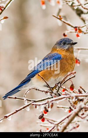 Östlicher Blauer Vogel - Sialia sialis Stockfoto