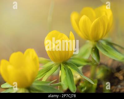 Three yellow spring flowers close up with selective focus withcopy space. Eranthis hyemalis, the winter aconite - species of flowering plant in the bu Stockfoto