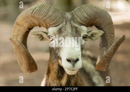 Porträt eines Bohns mit großen Hörnern, Bergschafe, Tier mit Hörnern, Mouflon, wilder Bock Stockfoto