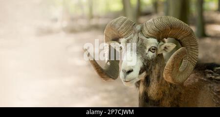 Porträt eines Bohns mit großen Hörnern, Bergschafe, Tier mit Hörnern, Mouflon, wilder Bock, Speicherplatz kopieren Stockfoto