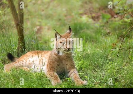 Der eurasische Luchs, Luchs, ist eine mittelgroße Katze, die in europäischen und sibirischen Wäldern heimisch ist. Wildes Tier, Raubtier in der Natur. Stockfoto