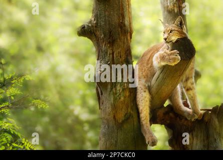 Eurasischer Luchs, Luchs Luchs ist eine mittelgroße Katze, die auf einem Baum liegt. Wildtiere Stockfoto