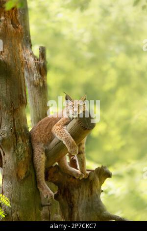 Eurasischer Luchs, Luchs Luchs - eine mittelgroße Katze, liegt auf einem Baum vor dem Hintergrund der Natur. Vertikales Foto mit wildem Tier, Kopierraum Stockfoto