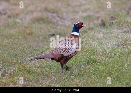 Gemeiner Fasan (Phasianus colchicus), männlich, Cley Marshes Norfolk, UK GB, März 2023 Stockfoto