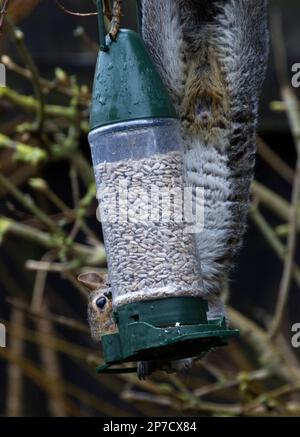 Eichhörnchen-Raiding Sunflower Hearts in Birdfeed Stockfoto