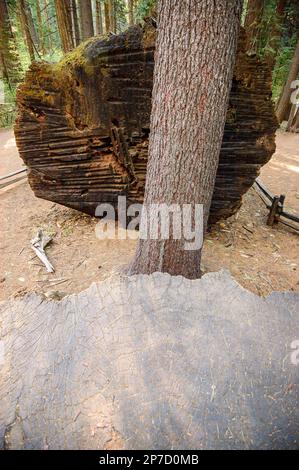Ein Nadelbaumstamm neben dem verwitterten, verbrannt aussehenden Fuß eines riesigen umgestürzten Riesenbaums im Calaveras Big Trees State Park, Kalifornien. Stockfoto