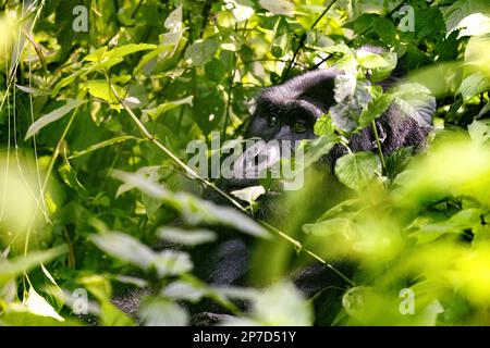 Ausgewachsener Gorilla, Gorilla berengei berengei im Unterholz des Bwindi Impenetrable Forest, Uganda. Dieser Erwachsene scheint eine Katarakt auf einem Auge zu haben. Stockfoto