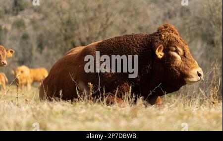 Limousin-Bulle (französisch: Limousine), der bei der Kuh und der Kälberherde im Hintergrund ruht Stockfoto