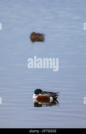 Nördliche Schaufel (Spatula clypeata) Paar, das bei Sonnenaufgang in einem See schwimmt Stockfoto