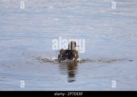 Männliche eurasische Ente (Anas crecca), die bei Sonnenaufgang in einem See schwimmen Stockfoto