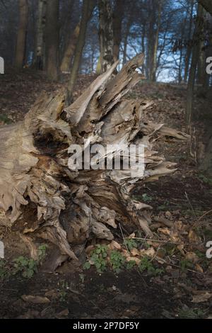 Sturmschäden, die große Bäume entwurzeln Stockfoto