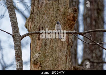 Erwachsener Tittenmaus-Vogel auf einem Baumstamm, der sich an einem hellen Tag im Frühling ausruht Stockfoto