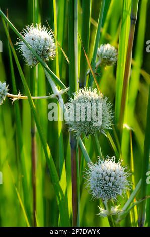 Klapperschlangen-Meister (Eryngium yuccifolium) wächst in Grünland und Prärien, Nachusa Grasslands Nature Conservancy, Lee & Ogle Counties, Illinois Stockfoto