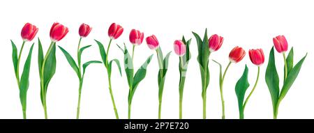 Tulpen in einer Reihe isoliert auf weißem Hintergrund. Frische rote Tulpen Kollektion, Banner, Designelement. PNG, Stockfoto