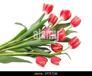 Tulpengruppe isoliert auf weißem Hintergrund. Frischer rosafarbener Tulpenstrauß, Geschenk zur Feier des Frauentags. Stockfoto