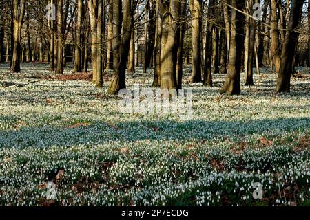 Schneeglöckchen in den Wäldern, Welford Park, Berkshire, Großbritannien Stockfoto