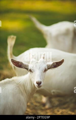 Ein vertikales Bild einer weißen Ziege, die auf einem üppigen grünen Feld steht, mit anderen Ziegen im Hintergrund Stockfoto