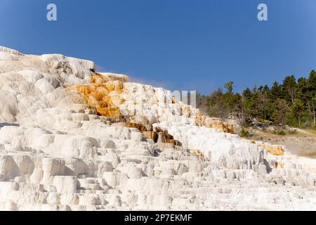 Weiß mit ein paar orangefarbenen Schichten aus dem Thermalfluss in Mammoth Hot Springs in einer sommerlichen Yellowstone Park Landschaft Stockfoto