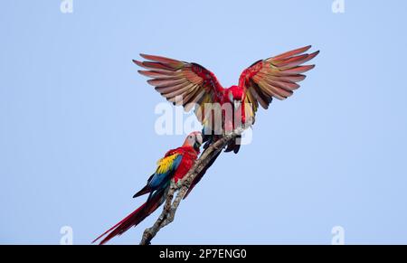 Scharlachrote Macaws auf totem Ast, Tarcoles, Costa Rica Stockfoto