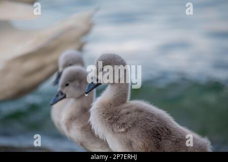 Porträt von zwei grauen Babyschwanen. Seitenansicht von drei stummen Schwanenzygneten. Cygnus olor im Frühling. Stockfoto