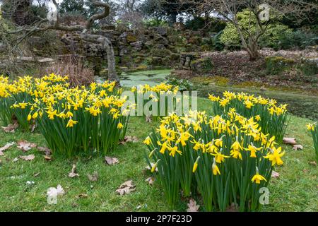 Narzissen in Stoke Park Gardens in Guildford, Surrey, England, Großbritannien, im März oder Frühling Stockfoto