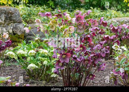 Verschiedene Hellebores in Stoke Park Gardens in Guildford, Surrey, England, Großbritannien, im März Stockfoto