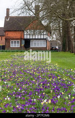 Krokusse und Narzissen, Frühlingsblumen in Stoke Park Gardens in Guildford, Surrey, England, Großbritannien im März Stockfoto