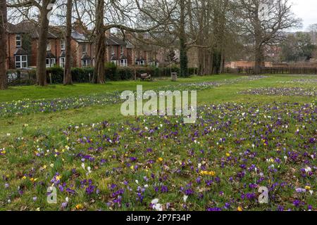 Krokusse und Narzissen, Frühlingsblumen in Stoke Park Gardens in Guildford, Surrey, England, Großbritannien im März Stockfoto