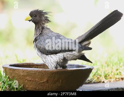 Ein westlicher Wegerich-Esser (Crinifer piscator) genießt ein Bad in einer Schüssel mit Wasser. Kotu, Republik Gambia. Stockfoto