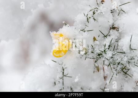 Gänsebüsch (Ulex europaeus) mit gelben, schneebedeckten Blumen im Frühjahr, England, Großbritannien Stockfoto