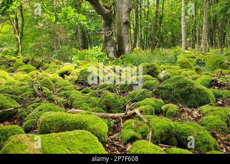 Moossteine in einem märchenhaften Wald wunderschöne Landschaft - langes Rhön-Plateau, Deutschland Stockfoto