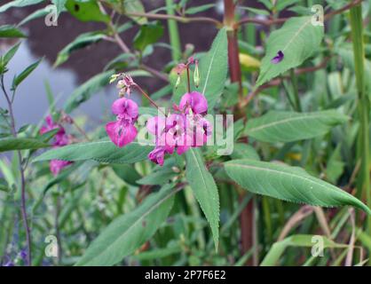 Impatiens glandulifera wächst in freier Wildbahn am Ufer eines Reservoirs Stockfoto